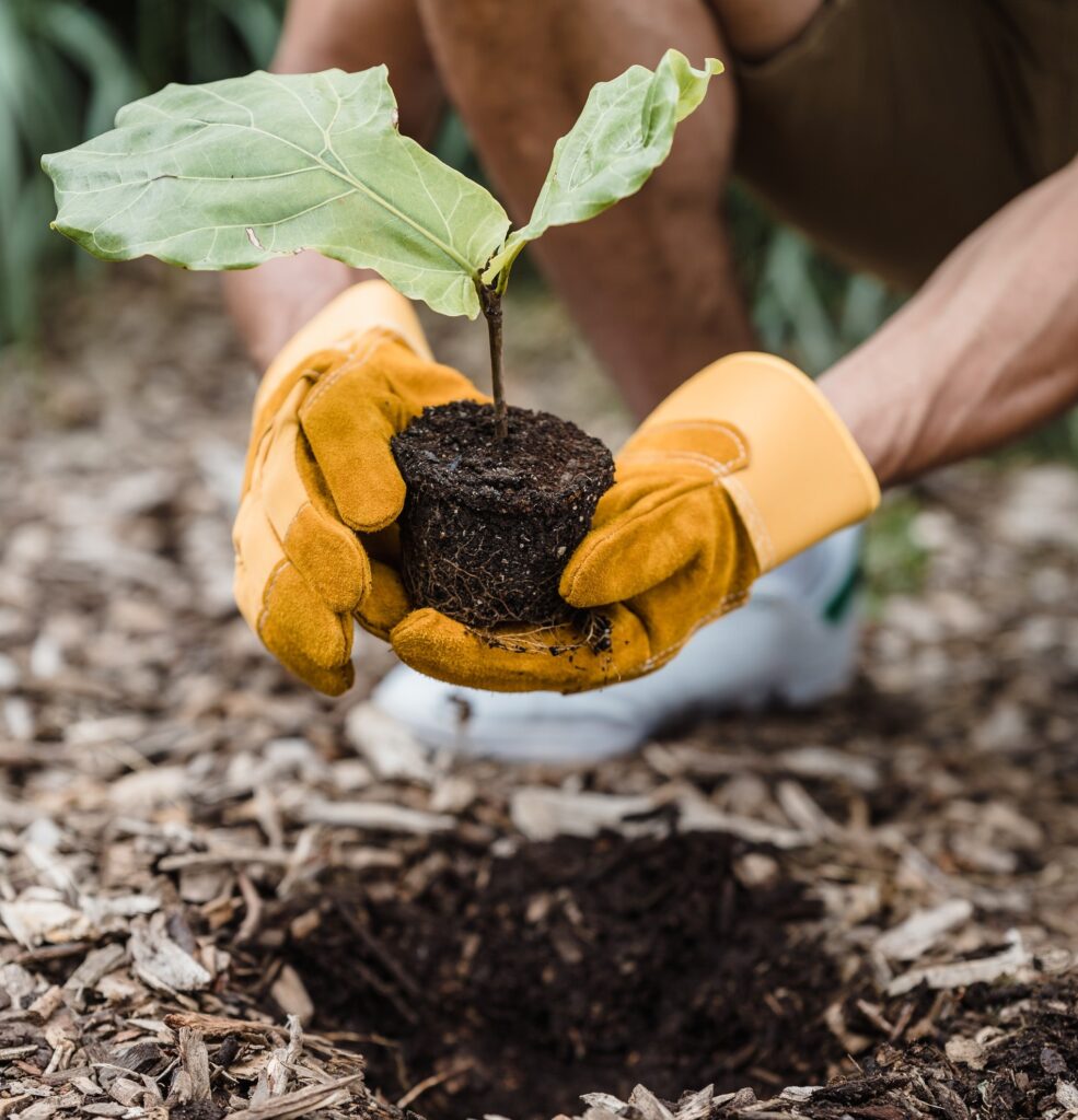 sustainability planting tree for carbon sequestration